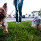 Pet Friendly | Villages at New Albany Park
